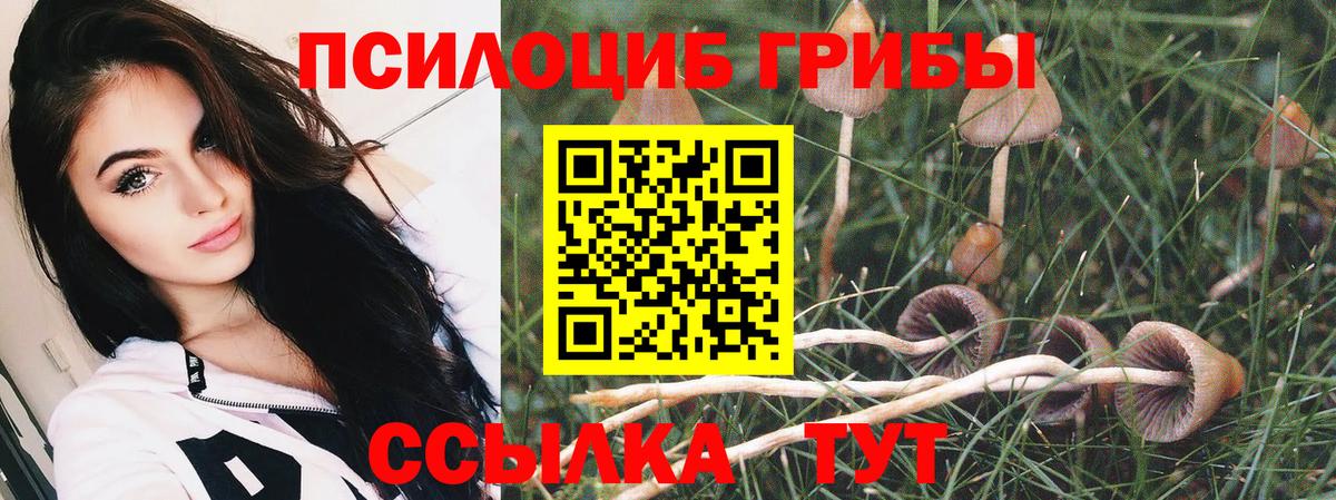 Псилоцибиновые грибы Cubensis Гулькевичи